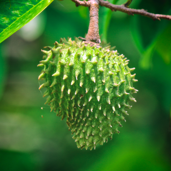 Soursop Powder (Annona muricata) - Image 2