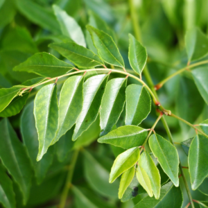 Dehydrated Curry Leaves (Murraya koenigii)