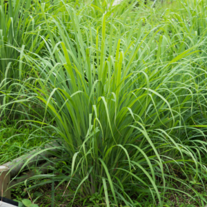 Lemongrass Powder (Cymbopogon citratus) - Image 2