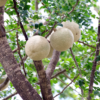 Dehydrated 100% Natural Woodapple Drink Powder 200g - 7oz - Image 3