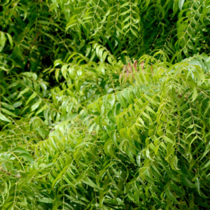 Neem/Kohomba Tea (Azadirachta indica)