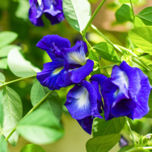 Blue Butterfly PEA Tea ( Clitoria Ternatea )