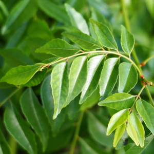 Curry Leaves Tea (Murraya koenigii)