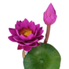 Purple Lotus Plant Pots Green Plants Pot for Home Decoration