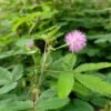Sleeping Grass  (Mimosa pudica) - Image 4