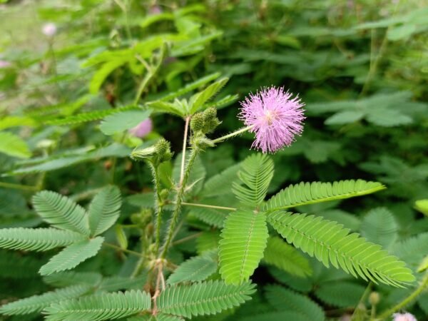 Sleeping Grass  (Mimosa pudica) - Image 4