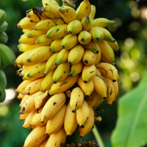 Dehydrated Banana Coins 100% Natural 100g - 3.5oz
