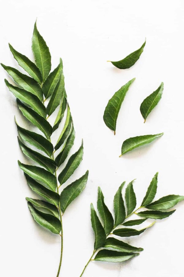 Dehydrated Curry Leaves (Murraya koenigii) - Image 3