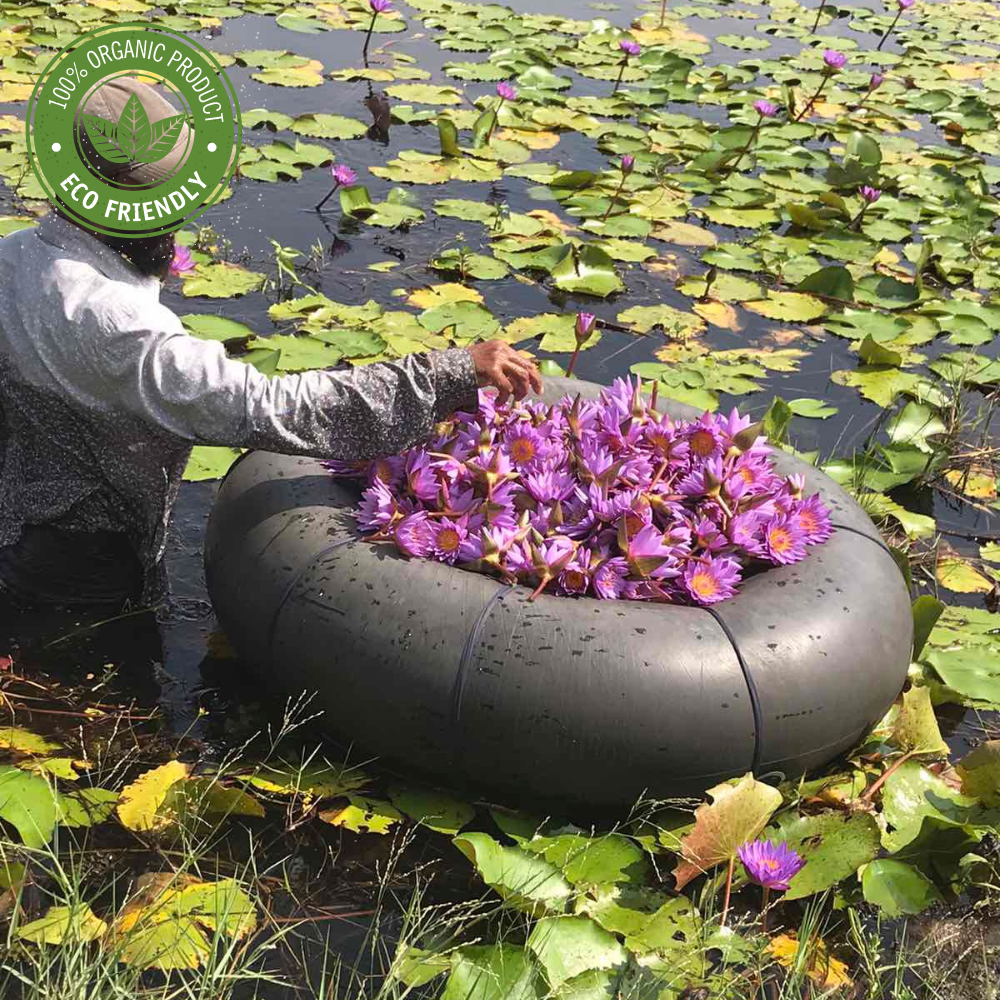 Diverse collection of premium Sri Lankan herbal products prepared for export