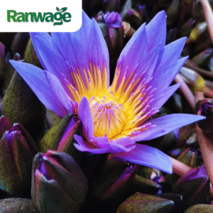Dried Blue Lotus | Egyptian Lotus | Nymphaea caerulea - 1 Kilo (35.2 Oz) - Free Shipping with UPS