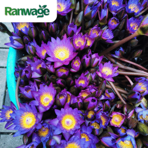 Dried Blue Lotus | Egyptian Lotus | Nymphaea caerulea - 1 Kilo (35.2 Oz) - Free Shipping with UPS