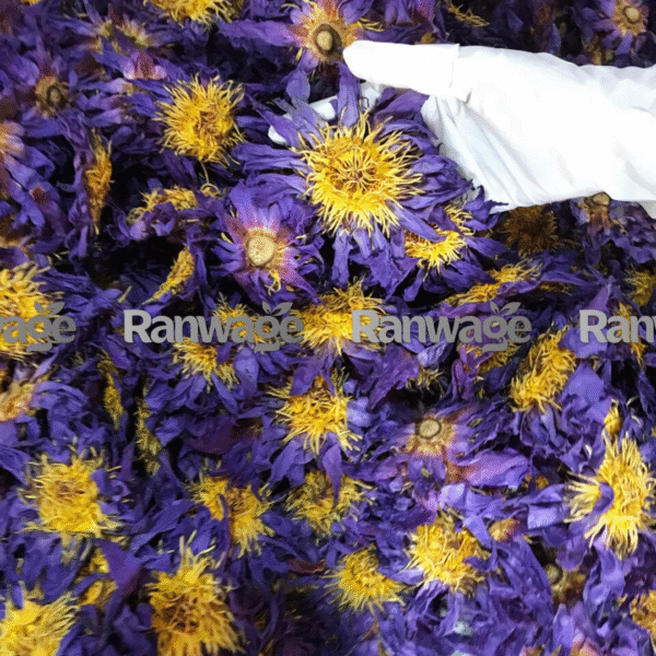Authentic Egyptian blue lotus petals dried for tea and wellness applications