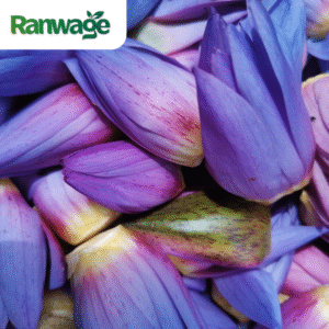 Dried Blue Lotus | Egyptian Lotus | Nymphaea caerulea - 1 Kilo (35.2 Oz) - Free Shipping with UPS