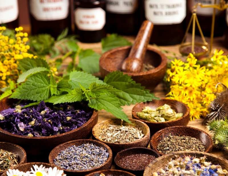 Diverse herbal plants growing in Sri Lankan botanical garden showcasing biodiversity"